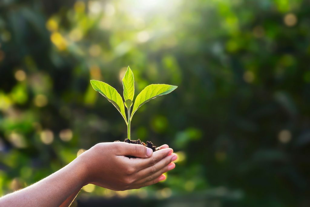 Photo d'une personne dont on voit les mains tenir de la terre avec une pousse de plante